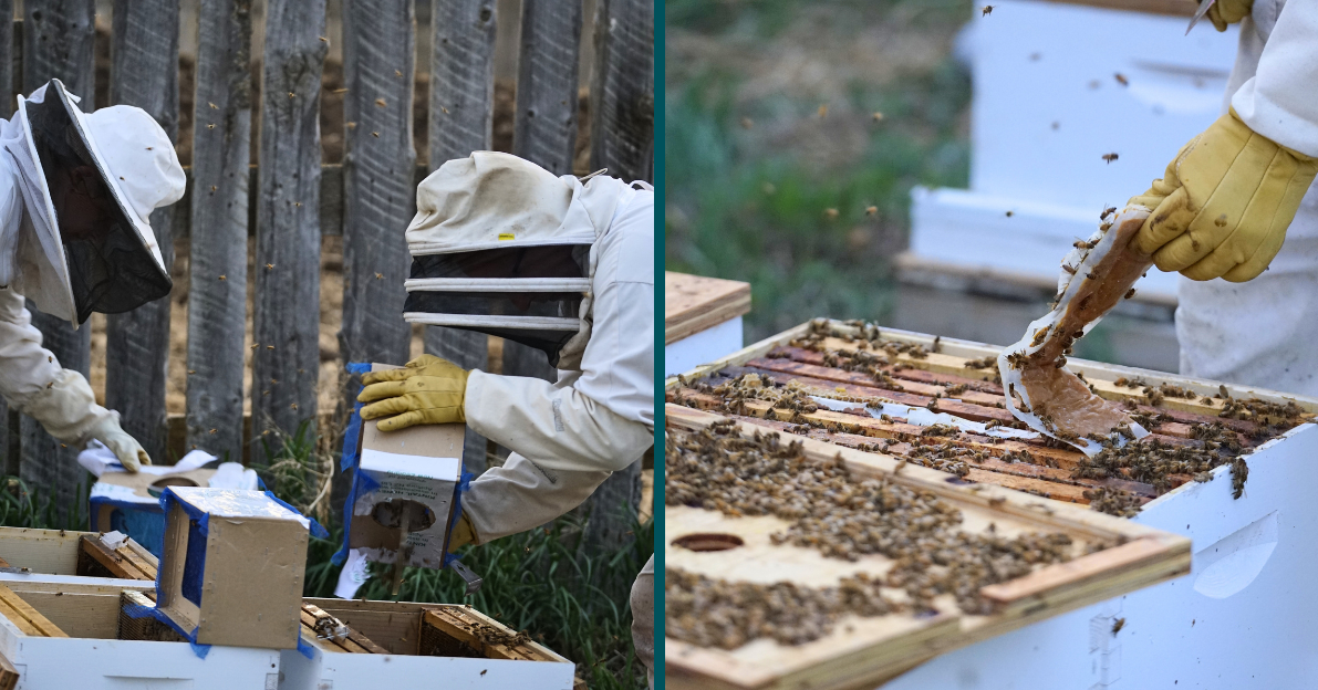 Honey Story NEWS