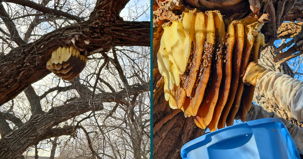 Bee Story NEWS